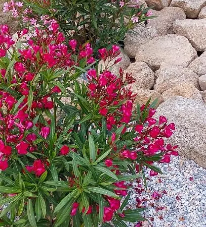 D'hôte La Paisible Maison d'hôtes *