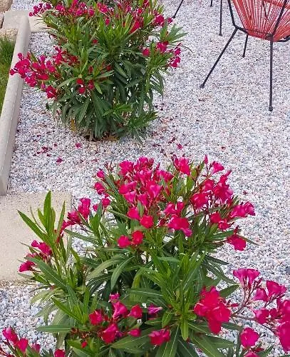 Bed & Breakfast D'hote La Paisible