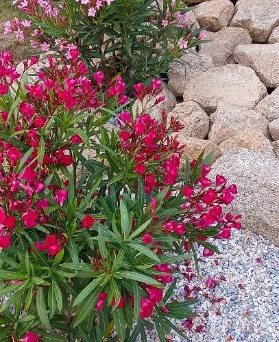 D'hote La Paisible Bed & Breakfast *