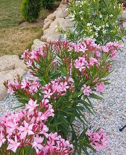 Bed & Breakfast D'hote La Paisible *